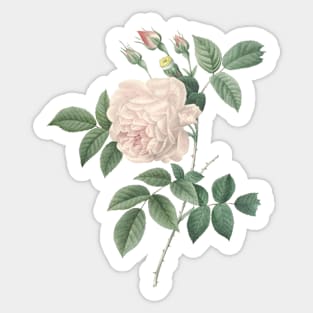 White Rose Flower Vintage Botanical Illustration Sticker